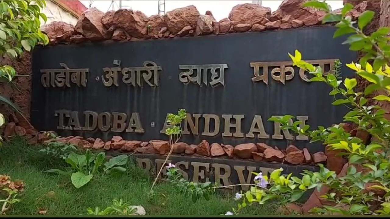 Chandrapur Crime : ताडोबा व्याघ्र प्रकल्पाची कोट्यवधींची फसवणूक, बुकिंग एजन्सीच्या दोन भावांवर गुन्हा दाखल Chandrapur Crime : ताडोबा व्याघ्र प्रकल्पाची कोट्यवधींची फसवणूक, बुकिंग एजन्सीच्या दोन भावांवर गुन्हा दाखल