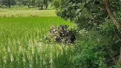 आणखी एका वाघाचा बळी; गोंदिया पाठोपाठ भंडाऱ्यात गेला टायगर