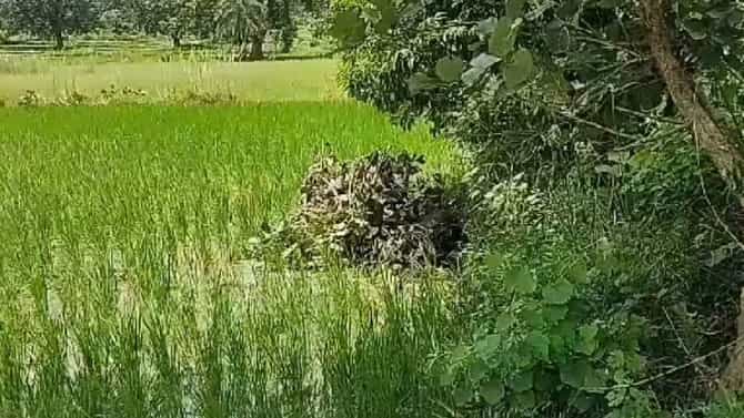 आणखी एका वाघाचा बळी; गोंदिया पाठोपाठ भंडाऱ्यात गेला टायगर