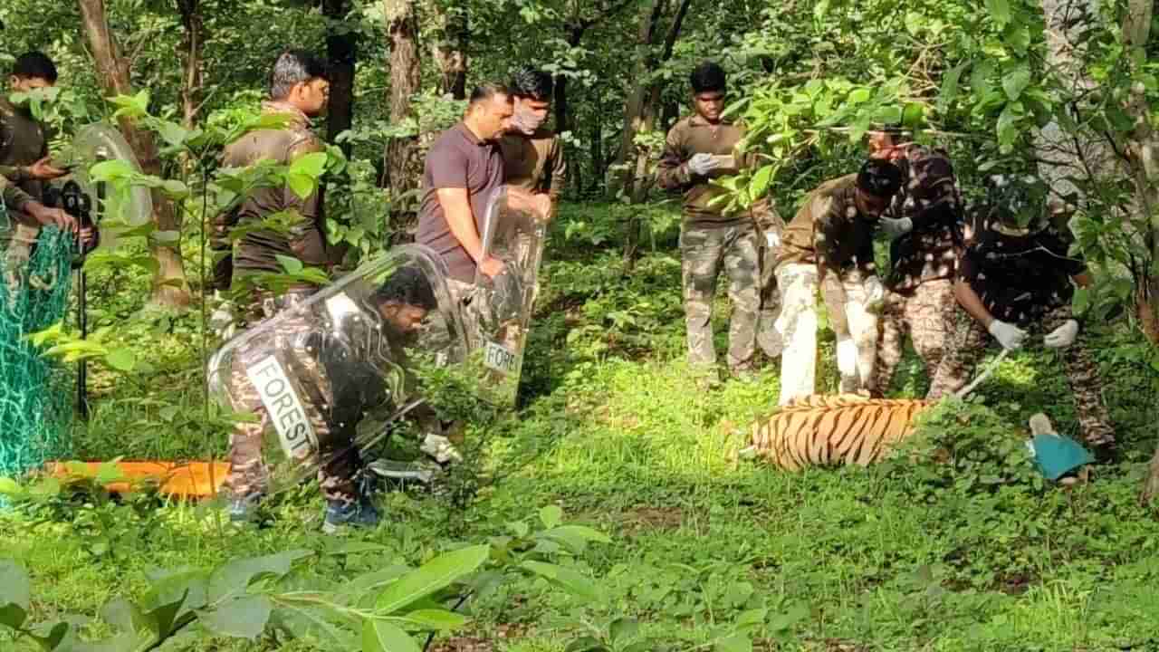 नागझिरा जंगलातील राजकुमार गेला, नागपूरला नेत असताना मृत्यू