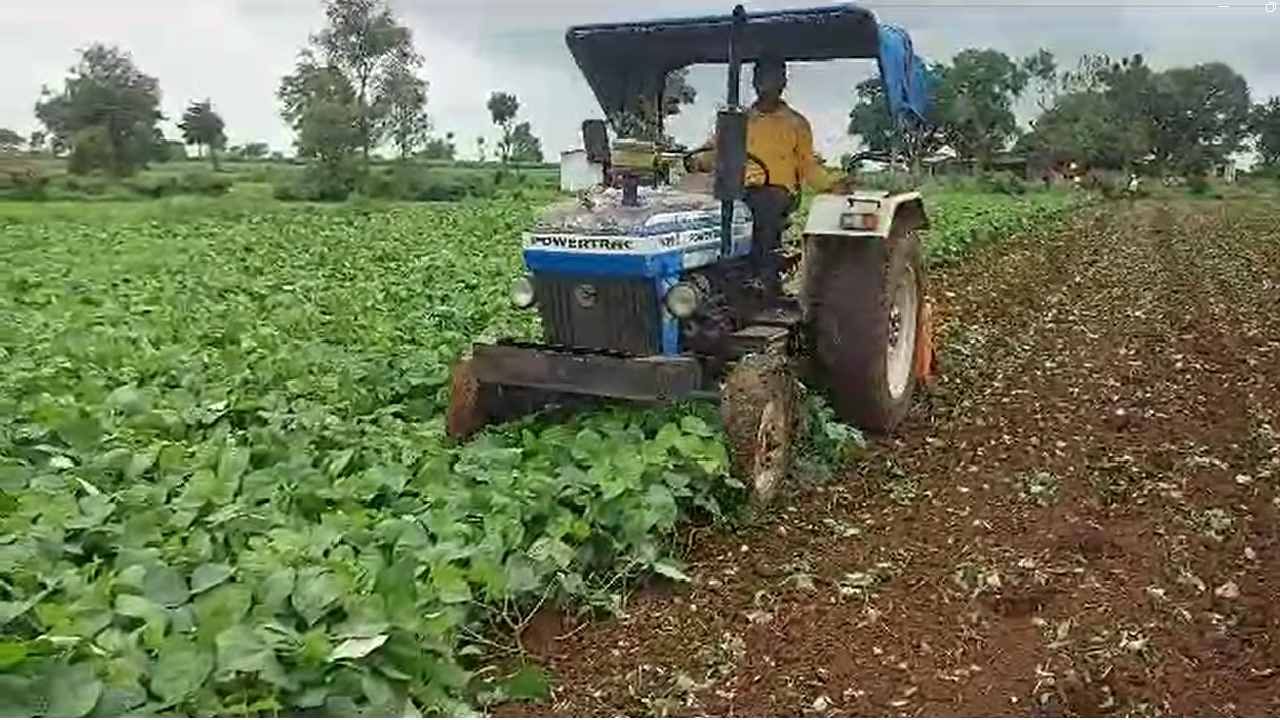 Farmer News : संतापलेल्या शेतकऱ्याने  दीड एकर मूग पिकावर फिरवला ट्रॅक्टर, कारण सांगितल्यानंतर...