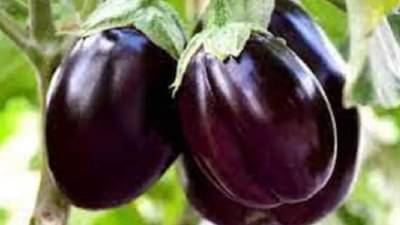 वांग्याच्या शेतीने शेतकरी झाला लखपती, ३ वर्षांत असे वाढले उत्पन्न