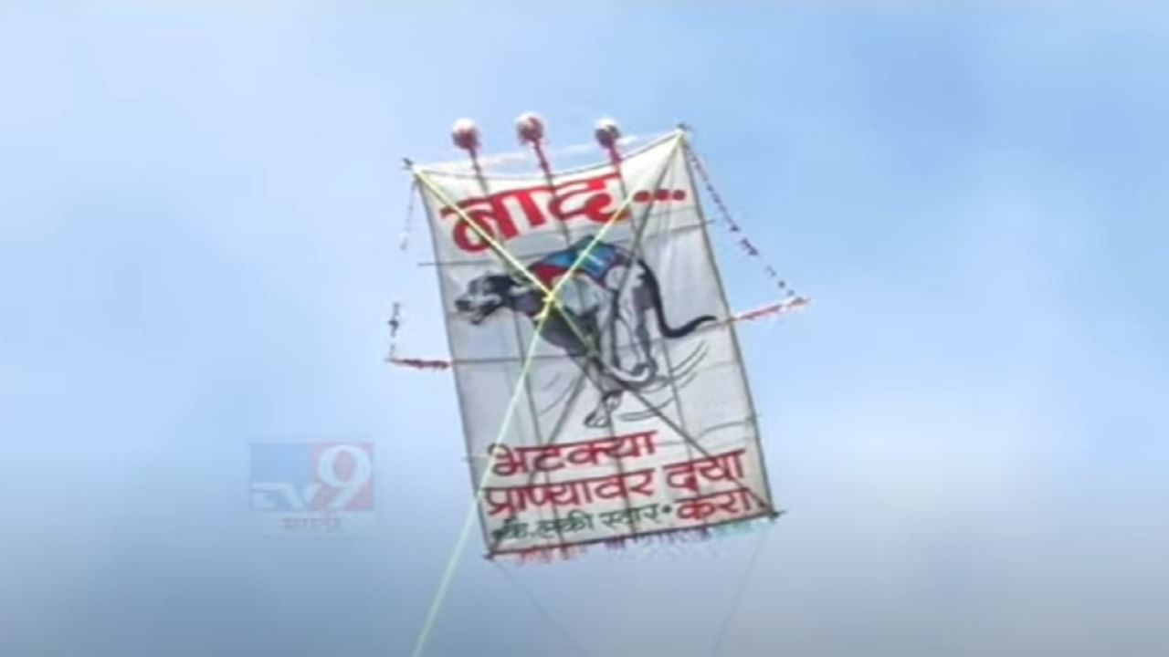 सोलापूरच्या निमगावच्या 200 वर्ष जुन्या वावडी महोत्सवात शेतकऱ्यांचा मर्दानी खेळ