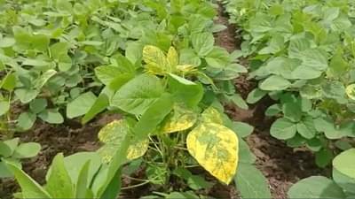 वाशिम जिल्ह्यात पाऊस नसल्यामुळे शेतकरी चिंतेत, गेल्यावर्षीच्या तुलनेत खूपच कमी पाऊस