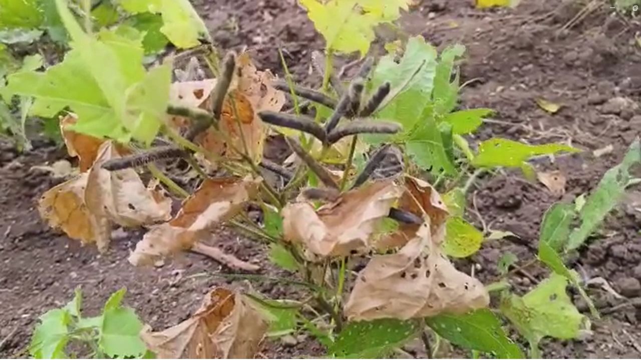 नंदुरबार जिल्ह्यात गेल्या २८ दिवसापासून पाऊस नसल्याने सोयाबीन, मुंग, उडीद आणि इतर पिकांचे उत्पादन येणार नसल्याने पिकांवर रोटाव्हिटर फिरवून जनावरांना चारा देण्याची वेळ शेतकऱ्यांवर आली आहे.