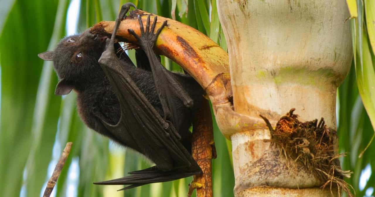 एका झाडामुळे पसरला कोरोनापेक्षा खतरनाक निपा व्हायरस, केरळात हाहाकार