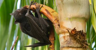 एका झाडामुळे पसरला कोरोनापेक्षा खतरनाक निपा व्हायरस, केरळात हाहाकार