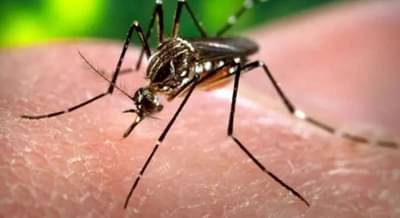 Pune News : पुणेकरांनो काळजी घ्या, डेंग्यूच्या रुग्णात वाढ, कोणत्या भागात सर्वाधिक रुग्ण