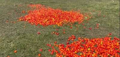 Pune Tomato : महिन्यापूर्वी भाव आता टोमॅटोच्या दरात घसरण, संतप्त शेतकऱ्यांनी रस्तावर फेकले टोमॅटो