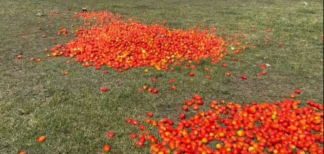 Pune Tomato : महिन्यापूर्वी भाव आता टोमॅटोच्या दरात घसरण, संतप्त शेतकऱ्यांनी रस्तावर फेकले टोमॅटो
