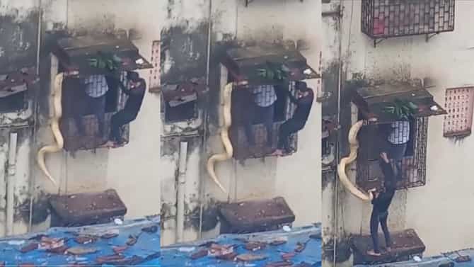 viral video | इमारतीच्या खिडकीत शिरला भलामोठा अजगर, धक्कादायक घटनेचा व्हिडीओ व्हायरल