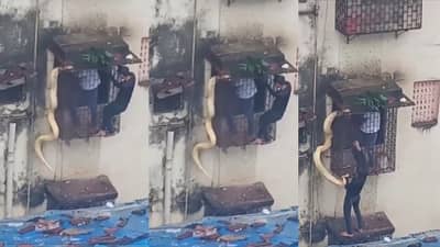 viral video | इमारतीच्या खिडकीत शिरला भलामोठा अजगर, धक्कादायक घटनेचा व्हिडीओ व्हायरल