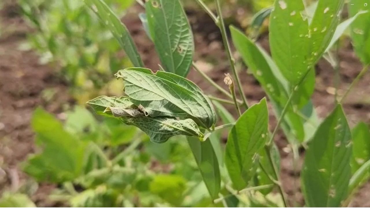 पीक जळत असल्याने शेतकरी आता या पिकांवर रोटाव्हिटर फिरवून गुरांना चारा देण्याची वेळ शेतकऱ्यांवर आले आहे. टाकलेला उत्पादन खर्चही निघणार नसल्याने शेतकऱ्याने करावं तरी काय सत्ताधारी लक्ष देत नाहीत विरोधक त्यांना जाब विचारत नाही अशी परिस्थिती असल्याने आत्महत्या शिवाय दुसरा पर्याय नसल्याचा शेतकऱ्यांनी सांगितल आहे.