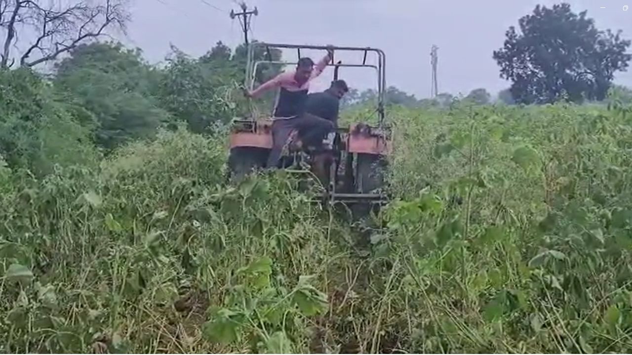 दुसरीकडे शहादा तालुक्यात कमी पाणीसाठा असला तरी अनियमित विद्युत पुरवठ्यामुळे पपई आणि केळीच्या बागाही उध्वस्त होण्याच्या मार्गावर असल्याने शेतकरी अडचणीत सापडला आहे.