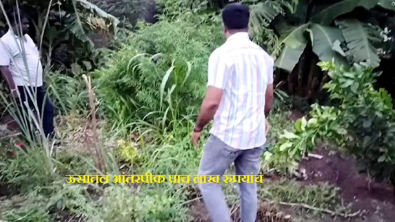 सांगलीतला शेतकरी पुन्हा चर्चेत, ऊसाच्या शेतीत गांजाची लागवड