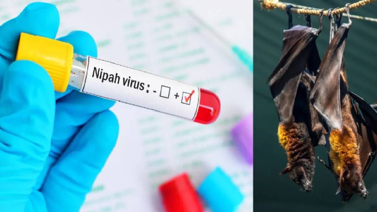 Nipah virus | देशात पुन्हा व्हायरसची दहशत, एक रुग्ण 950 लोकांच्या संपर्कात, 'या' ठिकाणी बंद Nipah virus | देशात पुन्हा व्हायरसची दहशत, एक रुग्ण 950 लोकांच्या संपर्कात, 'या' ठिकाणी बंद