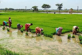 उष्णतेपासून संरक्षण करण्यासाठी डाळिंब बागांवर कपड्यांचे अच्छादान