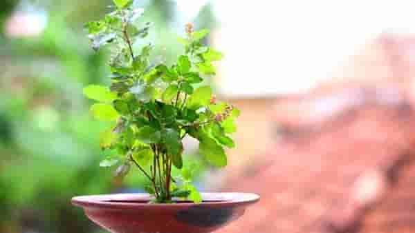 Pitru Paksha 2023 : पितृपक्षात अवश्य करा तुळशीचे हे उपाय, मिळेल पिंडदानाचे पुण्य