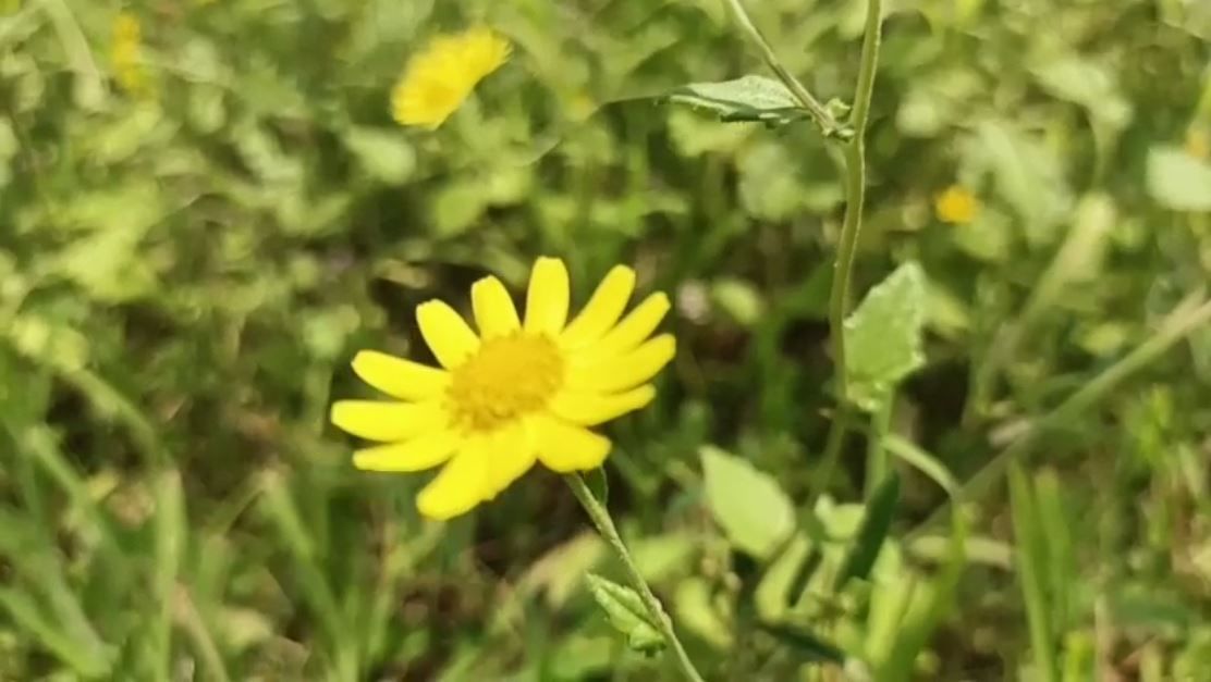 सातारा जिल्ह्यातील कासचे पठार सर्वत्र प्रसिद्ध आहे. कास पठारावर पावसाळा सुरू झाल्यावर असंख्य प्रकारची रानफुले फुलतात. ते पाहण्यासाठी पर्यटक मोठ्या प्रमाणावर येतात. या ठिकाणी अनेक दुर्मीळ प्रजातींची फुले आहेत. 