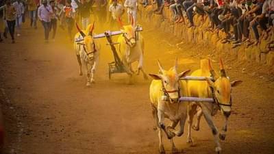 pune News | पुणे जिल्ह्यात दोन दिवस बैलगाडा शर्यतीची धूम, कृषी उत्पन्न बाजार समितीचे उपबाजार दोन दिवस बंद