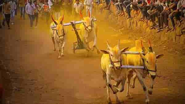 pune News | पुणे जिल्ह्यात दोन दिवस बैलगाडा शर्यतीची धूम, कृषी उत्पन्न बाजार समितीचे उपबाजार दोन दिवस बंद