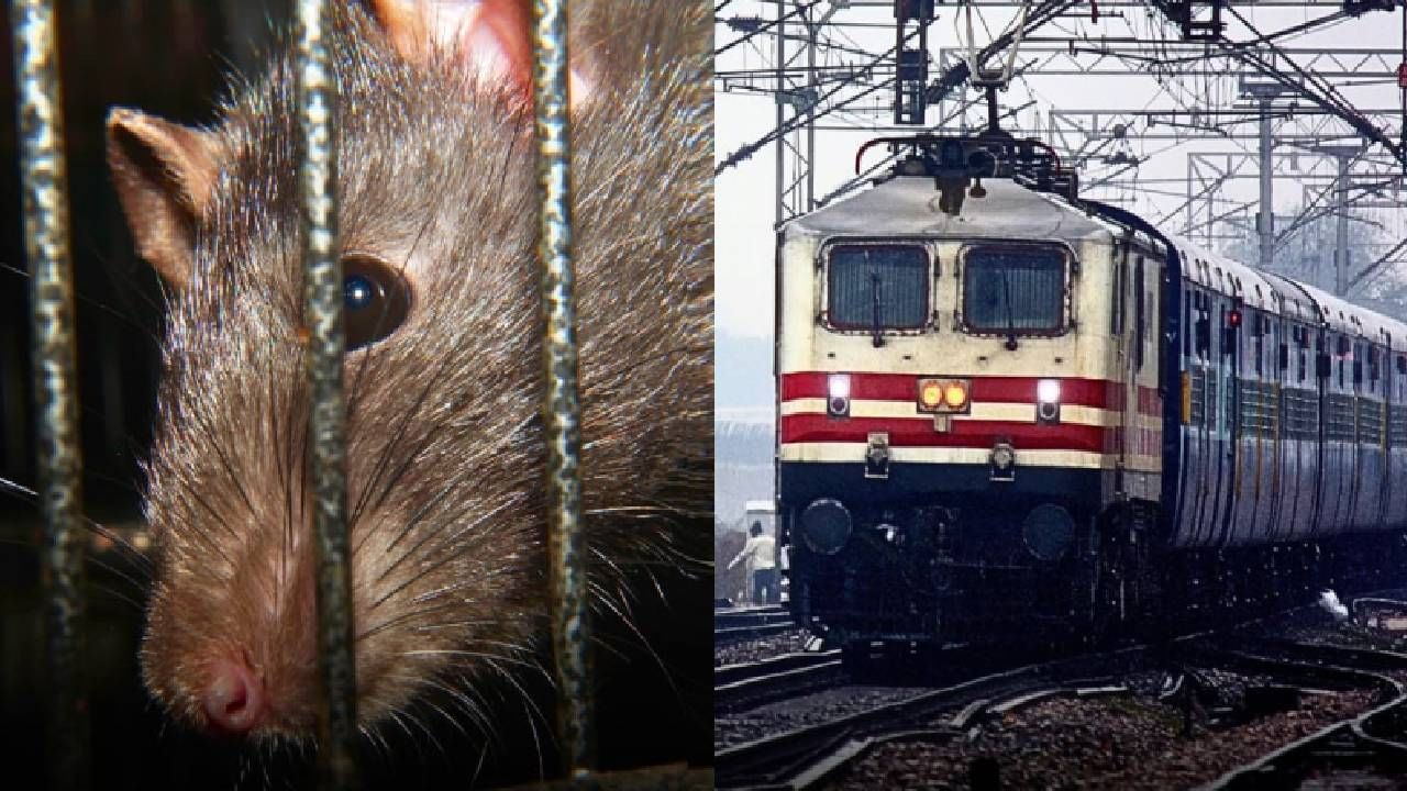 Railway Rats : सौ चूहे खाकर.. एक उंदीर पकडण्यासाठी खर्च केले 41,000 हजार