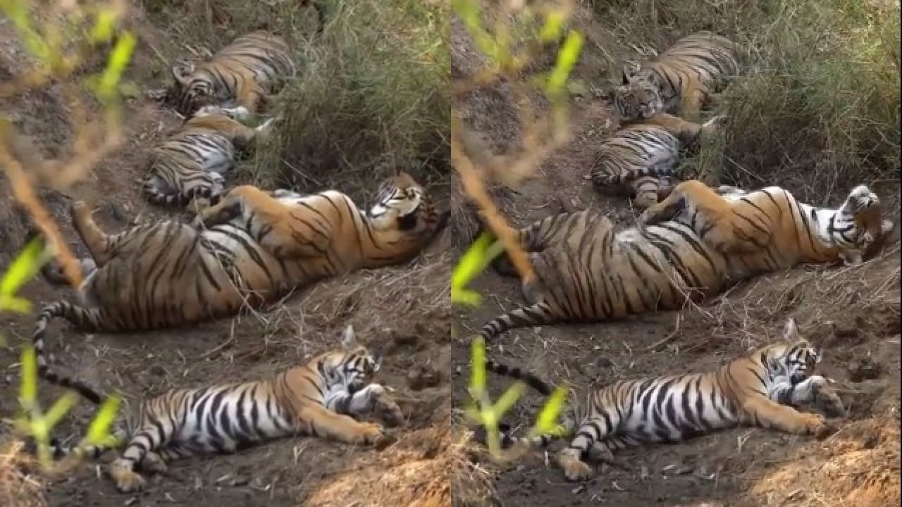 Viral Video : जंगलात वाघाचं अख्खं कुटुंब मस्त दुपारची डुलकी काढतंय, IFS ने शेअर केला व्हिडीओ, युजर म्हणाले वाह ! Viral Video : जंगलात वाघाचं अख्खं कुटुंब मस्त दुपारची डुलकी काढतंय, IFS ने शेअर केला व्हिडीओ, युजर म्हणाले वाह !