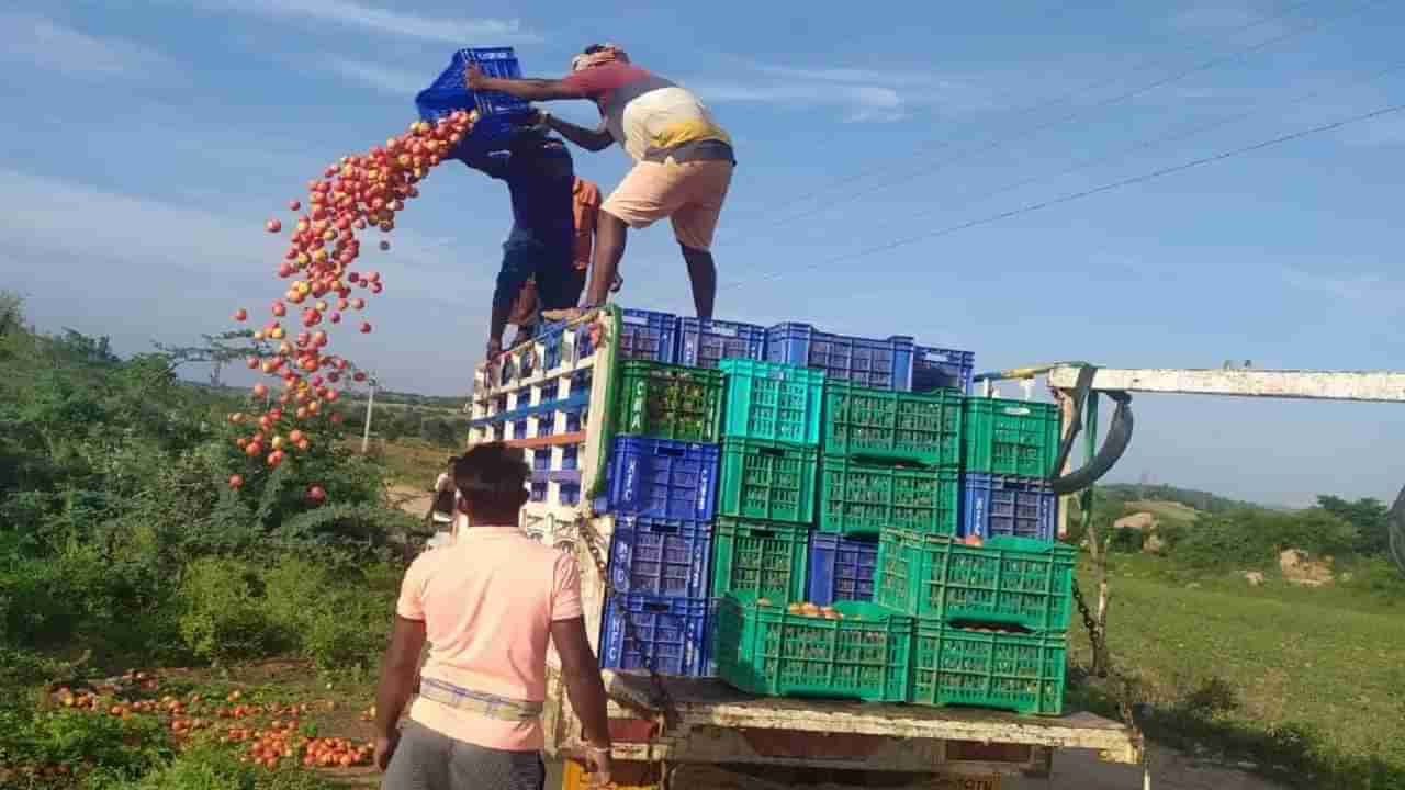 Tomato Price : टोमॅटोचे लोटांगण! 250 रुपयांहून भाव थेट जमिनीवर