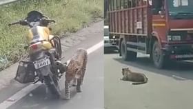 रस्त्यावर तळ ठोकून बसला बिबट्या, वाहनधारकांमध्ये उडाली धांदल रस्त्यावर तळ ठोकून बसला बिबट्या, वाहनधारकांमध्ये उडाली धांदल