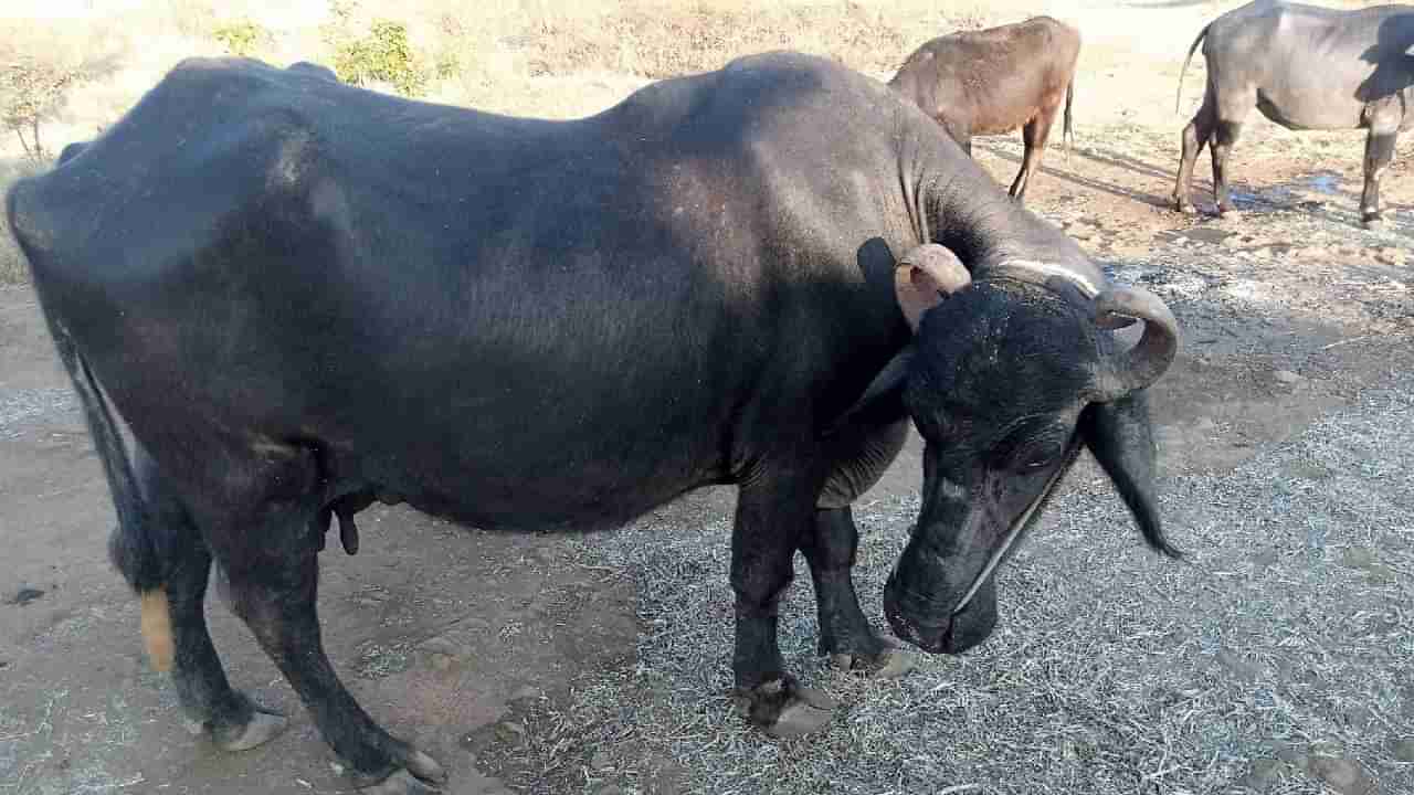 सोनोग्राफीनंतर म्हशीच्या पोटातून निघालं अडीच तोळे सोनं; कारनामा ऐकून हसू आवरणार नाही!