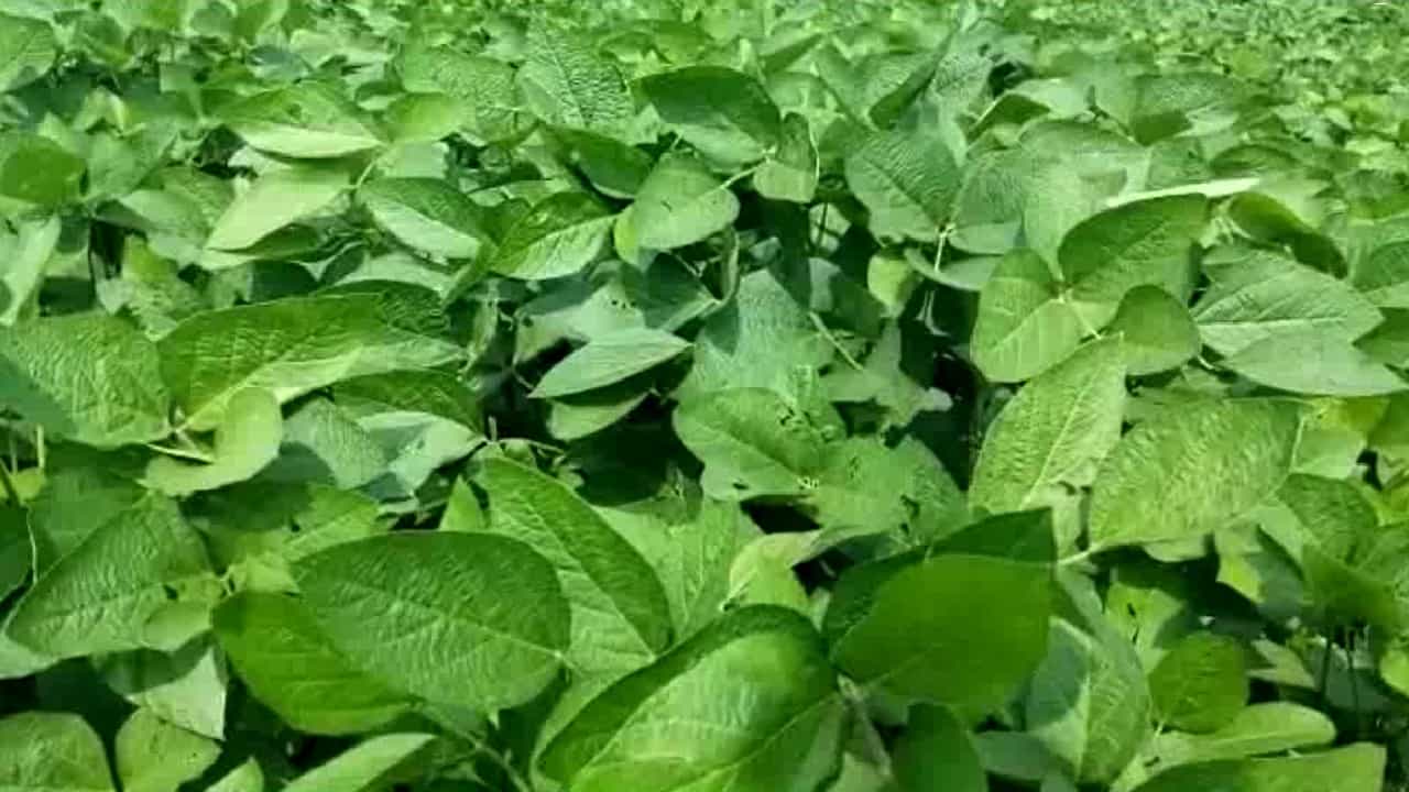 पावसाअभावी बळीराजा हतबल, महिनाभरापासून पाऊस गायब झाल्यामुळे...