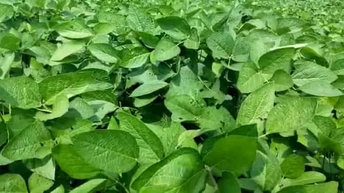 पावसाअभावी बळीराजा हतबल, महिनाभरापासून पाऊस गायब झाल्यामुळे...