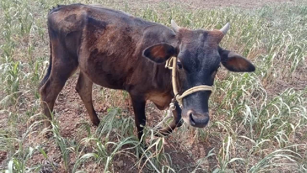 नाशिक नांदगावमध्ये उभ्या पिकात जनावरं सोडली आहेत. हा प्रकार नांदगावच्या लक्ष्मीनगरमधील आहे. जनावरांचा चाऱ्याच प्रश्न बनला बिकट बनत असल्यामुळे शेतकरी संतप्त झाले आहेत.