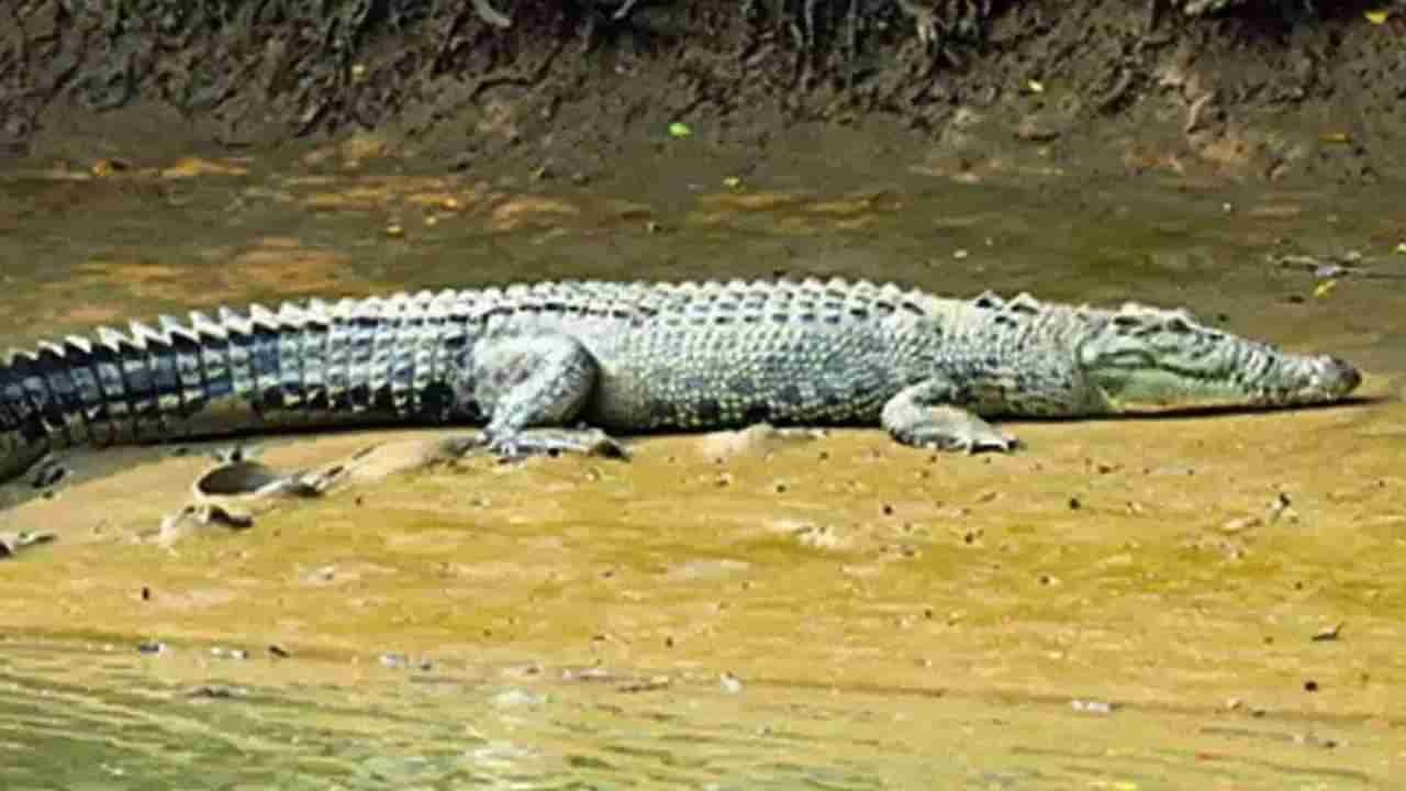 नदी पार करताना मगरीचा जीवघेणा हल्ला, मृत्यूच्या दाढेतून आईने मुलाची केली अशी सुटका !