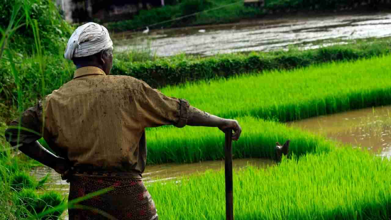 PM Kisan Yojana च्या लाभार्थ्यांना सरकार देणार हे गिफ्ट, पाहा काय होणार फायदा