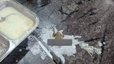 टॉपचं Engineering College, होस्टेलच्या जेवणात आढळला बेडूक!