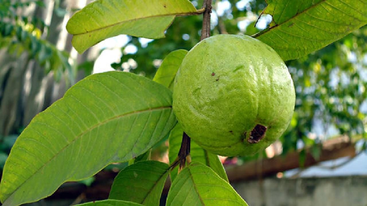 पेरू खाल्ल्याने कर्करोग दूर राहतो, पेरू मध्ये अनेक पोषक घटक तर असतातच पण अँटिऑक्सिडंट्स देखील आहेत जे अनेक रोगाशी दोन हात करतात. 