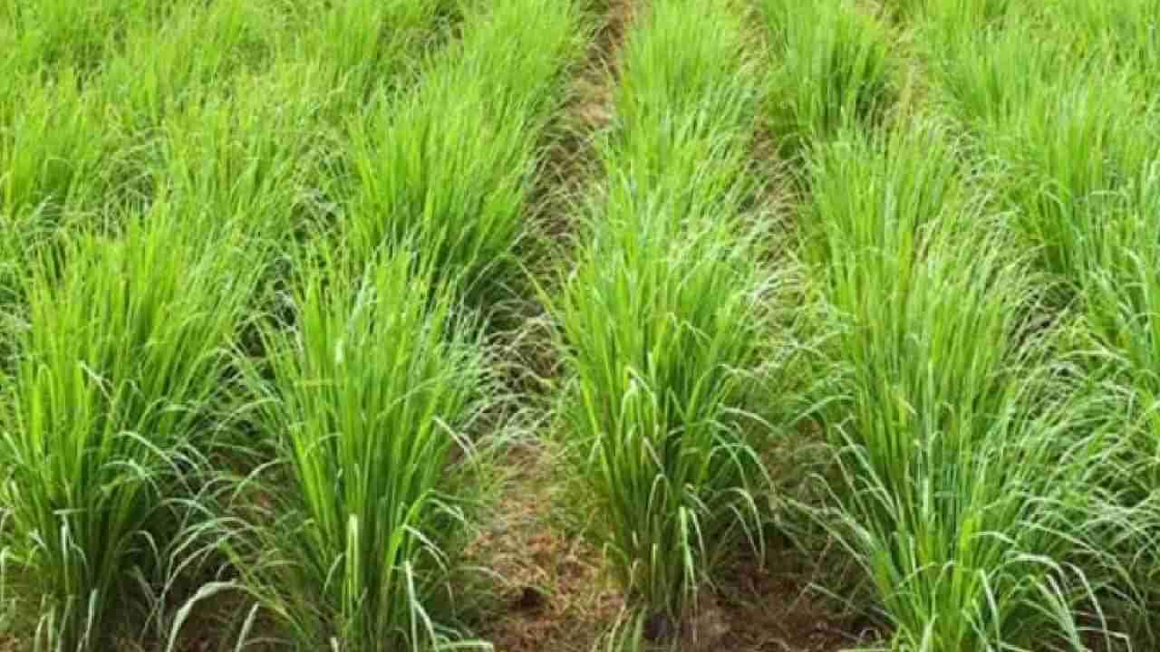 Lemon Grass : कमी खर्चात व्यवसाय सुरू करण्याची कल्पना, २० हजार गुंतवा इतके लाख कमवा