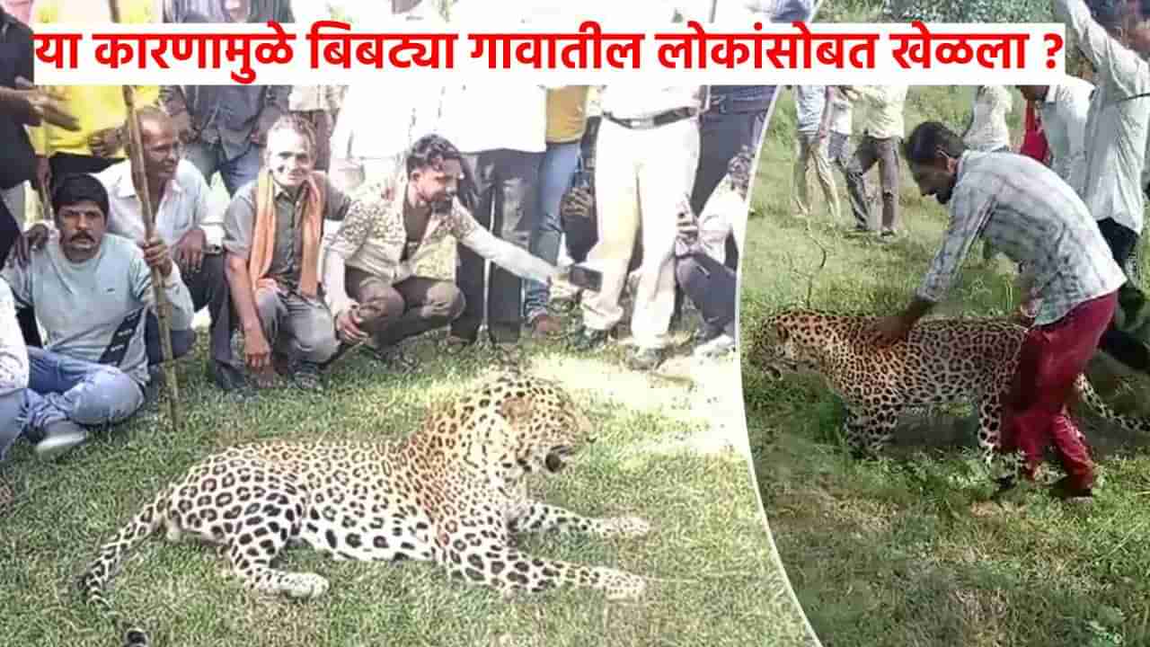 Leopard News : बिबट्या गावातील लोकांसोबत मित्रासारखा का फिरत होता? रहस्य झाले उघड