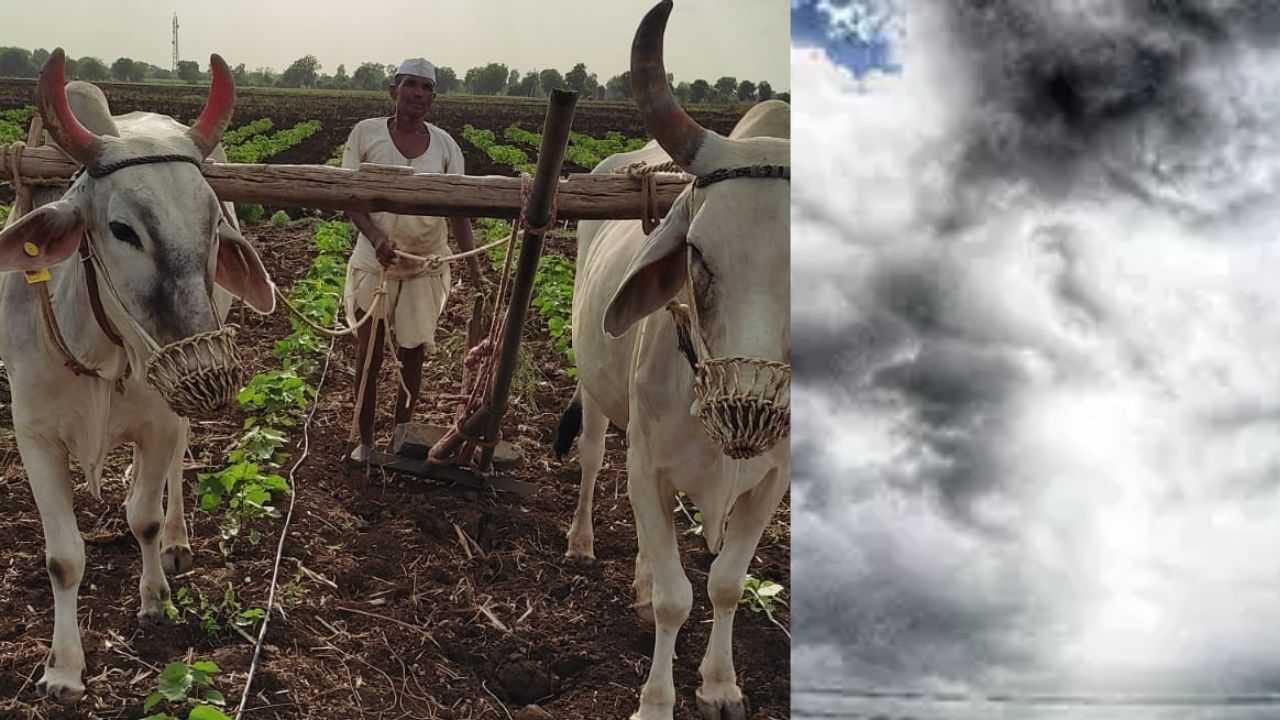 Maharashtra Rain | देवासारखा धावून आलास, शेतकरी चिंतेत असताना महिन्याभरात पावसाची एन्ट्री, कोणकोणत्या जिल्ह्यांमध्ये पाऊस परतला?