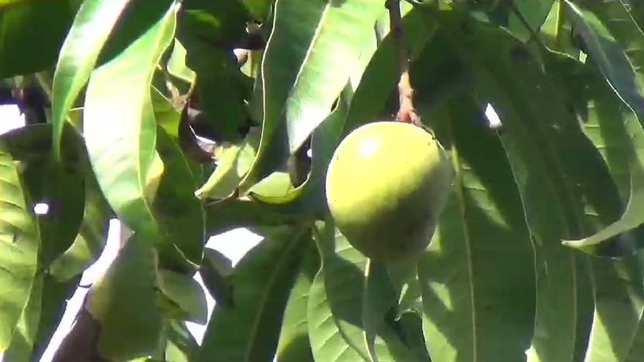 कोकणात सतत बदलत्या वातावरणाचा परिणाम निसर्गातही पाहायला मिळत आहे. ऑगस्टमध्ये पावसाने दडी मारल्याने शेतकरी चिंतेत पडला असतानाच सिंधुदुर्गातील किनारपट्टी भागात आंबा कलमांना मोहोर आला आहे. 