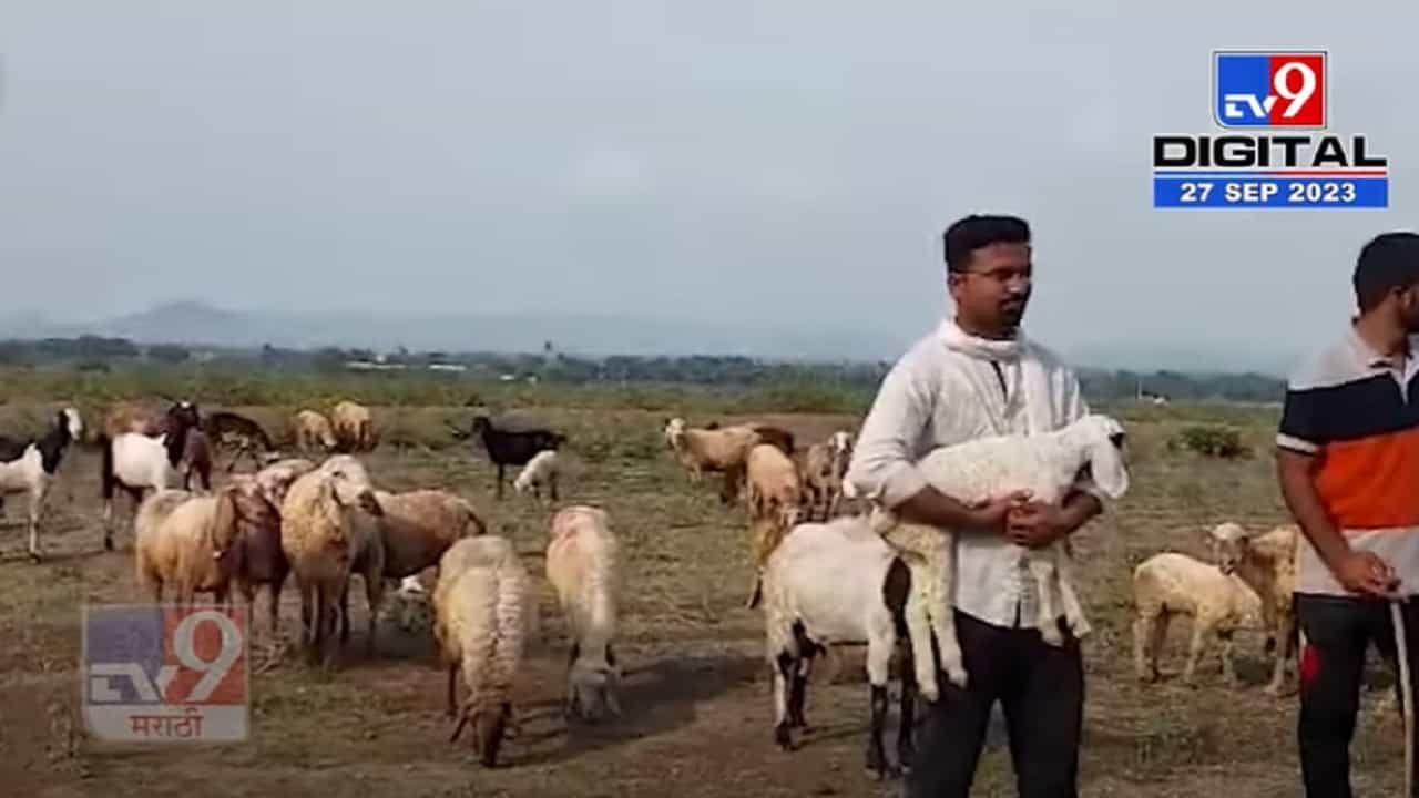 MPSC परीक्षा पास पण हाकतोय मेंढ्या, पण का? सोशल मीडियावर होतोय व्हिडीओ व्हायरल