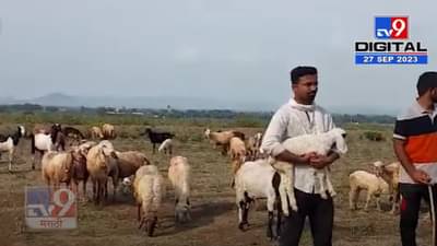 MPSC परीक्षा पास पण हाकतोय मेंढ्या, पण का? सोशल मीडियावर होतोय व्हिडीओ व्हायरल