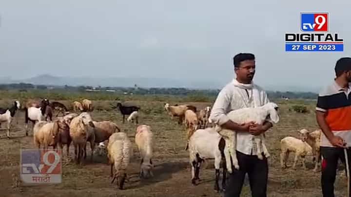 MPSC परीक्षा पास पण हाकतोय मेंढ्या, पण का? सोशल मीडियावर होतोय व्हिडीओ व्हायरल MPSC परीक्षा पास पण हाकतोय मेंढ्या, पण का? सोशल मीडियावर होतोय व्हिडीओ व्हायरल