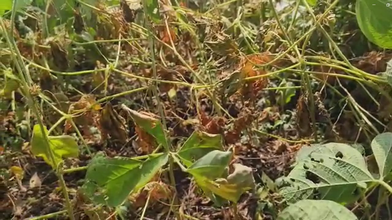 खरीप हंगामात जिल्ह्यात यावर्षी सोयाबीन, मुंग, उडीद चवळी, तूर यासारख्या कडधान्याच्या लागवडीकडे शेतकऱ्यांचा कल होता, मात्र फुल धारणा आणि फळ धारणा च्या वेळेस पावसाने पाठ फिरवल्याने सोयाबीन आणि इतर पिकांचे उत्पादन येणार नसल्याची स्थिती आहे.