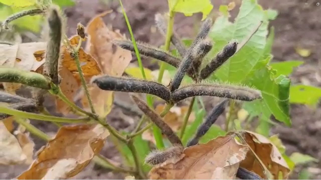 एकीकडे निसर्गाचे अवकृपा तर दुसरीकडे विद्युत वितरण कंपनीचे सुलतानी संकट या दुहेरी संकटात सापडलेल्या शेतकऱ्याला वाली कोण असा प्रश्न आता जिल्ह्यातील शेतकरी विचारू लागला आहे.