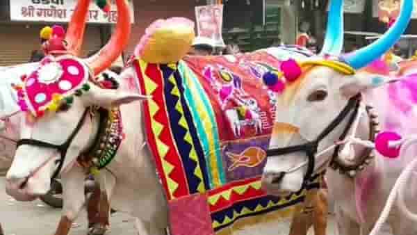 Pola Date 2023 : यंदा किती तारखेला साजरा होणार बैल पोळा? या सणाला हे नाव कसे कसे पडले?