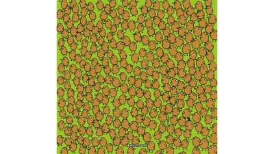 Optical Illusion | या चित्रात किवी शोधून दाखवा!