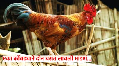 तुझा कोंबडा माझ्या घरात कसा आला..., नवरा बायकोला काठीने बेदम मारहाण