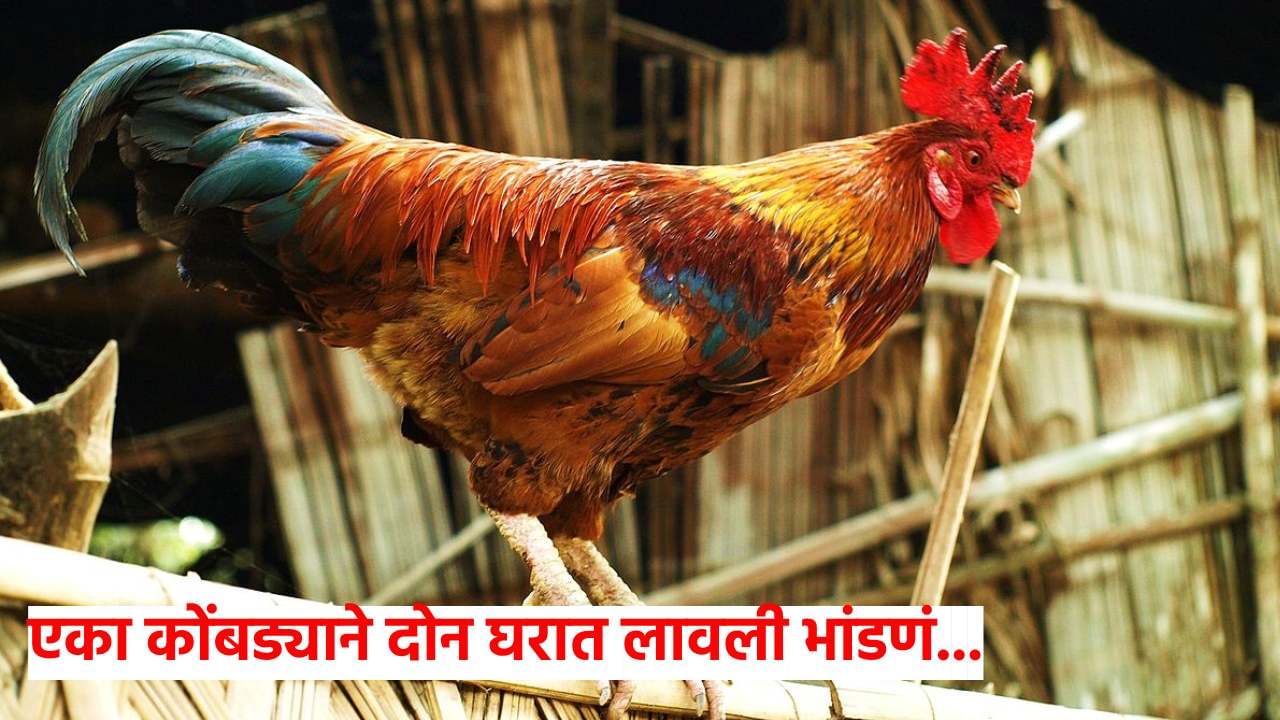 'तुझा कोंबडा माझ्या घरात कसा आला'..., नवरा बायकोला काठीने बेदम मारहाण 'तुझा कोंबडा माझ्या घरात कसा आला'..., नवरा बायकोला काठीने बेदम मारहाण